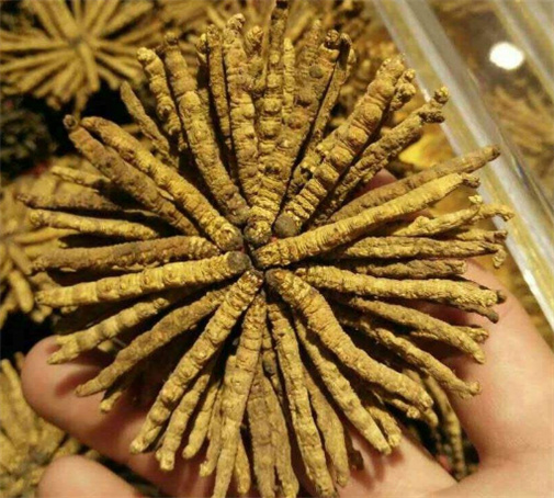 番禺虫草回收电话咨询价格