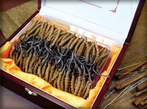 增城虫草回收一克多少钱