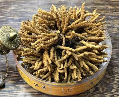 广州回收虫草,广州冬虫夏草回收价格排行榜