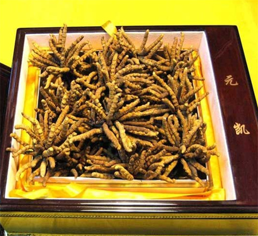 番禺冬虫夏草回收到底有什么功效