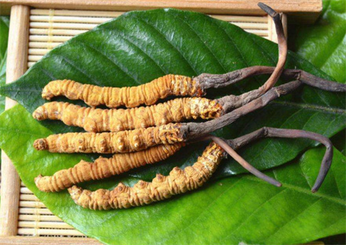 荔湾冬虫夏草回收价格怎么算