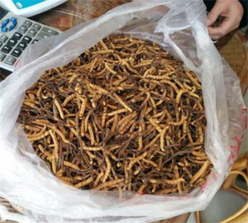 花都发黑冬虫夏草回收还值不值钱