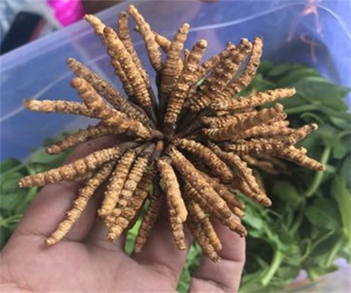 黄埔珍御品虫草回收价格查询