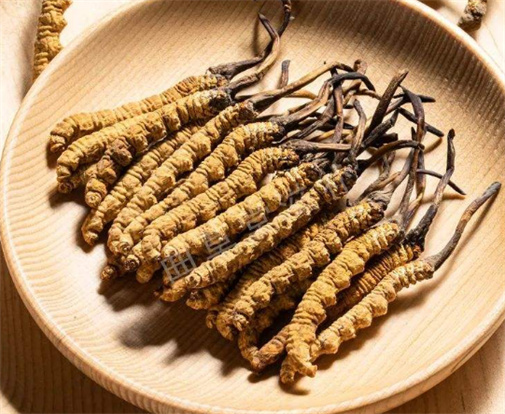 ​增城冬虫夏草回收价格的研究和分析
