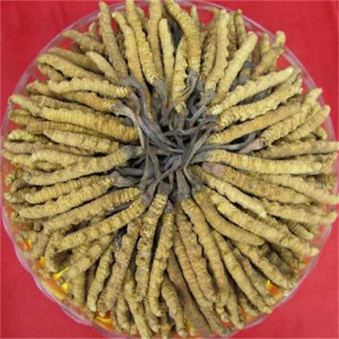 冬虫夏草详细介绍和作用