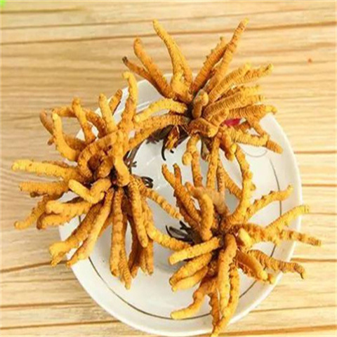 天河冬虫夏草回收价格多少钱一克